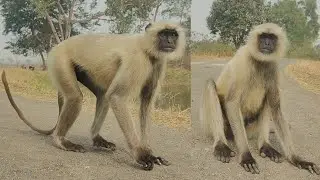 Gray Langur Standing on Village Road | Rare Close View 🐒