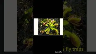 Unique plants eat insects #gk #gkquiz #science #learnfun #teachingmykids