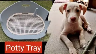 Puppy Potty Tray