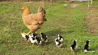Kvočka u &scaron;etnji sa svojim pilićima