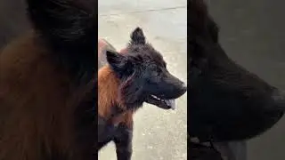 If you can foster, rescue or adopt leave a message in comments.