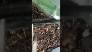 Voici la colonie de fourmis #nature #animaux #animaux #insectes