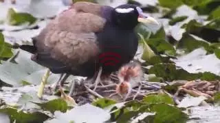 Chim Jacana Ch&acirc;u Phi &ndash; &ldquo;Chim Đi Bộ Tr&ecirc;n Nước&rdquo; Kỳ Diệu | African Jacana in Wetlands