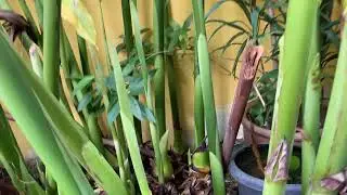 Memetik Pokok Bunga Kantan /Harvesting Torch Ginger Plant 🌺