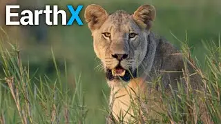 How do Wildlife Tracking Collars Work? | Defenders of the Wild | EarthX