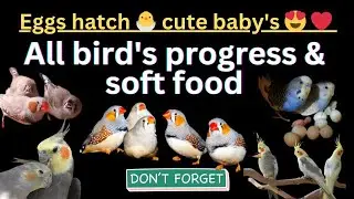 All bird's breeding Progress and tips for super result 😍 soft food Tips ☺️😋😋😋