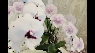 Стеллажи с орхидеями в спальне. Беглый обзор.