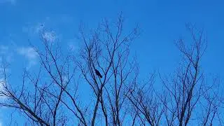 Crow Cawing Crisp Nature Sounds