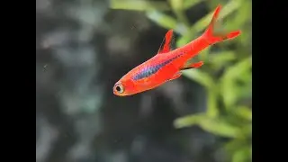 Chili Rasbora (Boraras Brigittae)