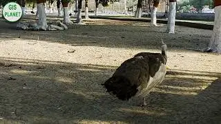 Beautiful Birds of Lahore Safari Park | Birds Playing | GIS PLANET