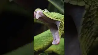 snake open his mouth