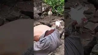 ternak ayam full umbaran