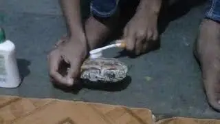 Turtle shell clean