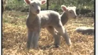 SPOOGE - Ewe are in my dreams