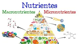 💥 Nutrientes, Macronutrientes y Micronutrientes 💥 &iquest;Qu&eacute; son? [F&aacute;cil y R&aacute;pido] | BIOLOG&Iacute;A |