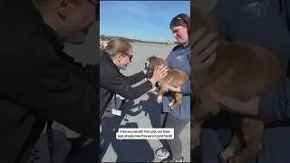 That Moment a Rescue Animal Knows They're Safe 🐾💙 | Help Us Keep Flying #adoptdontshop #puppy