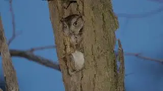Eastern Screech Owl in the backyard of Jefferson Memorial Forest Tom Wallace Lake! 