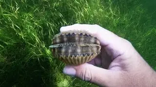 Crystal River Scalloping