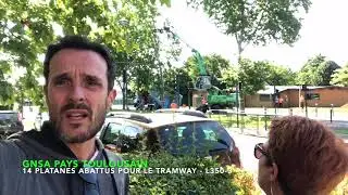 14 platanes abattus pour le tramway à Blagnac (à côté de Toulouse)