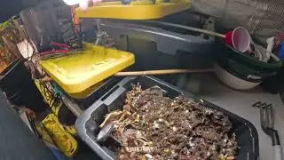 Breeder box check in and adding bate box worms