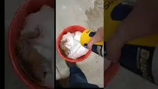 Full Video Of Deer Hide Tanning Process.🦌