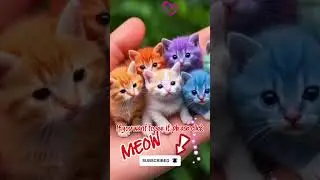 What color cat do you like??? #funny #cat #funnyvideo #cutecat #cute
