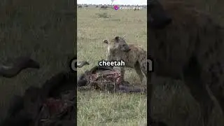 VULTURES EXPOSED! The Darkest Secrets You Never Knew