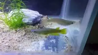 Killifish Breeding Project Trial