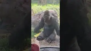 Omaha Vacation Day 2 | Zoo, Joslyn Museum, Fun-Plex & Dinner at Gorat&rsquo;s!