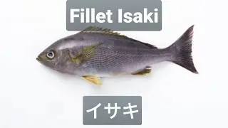 How to fillet Isaki fish from japan by master Cesar. sushi sashimi イサキのさばき方