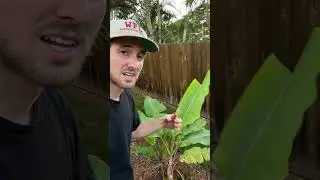 How to Cut off Banana Pup from Parent Plant! #shorts #bananatree #gardening #bananas #homestead