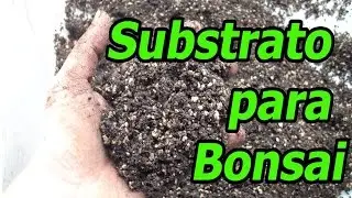 Substrato para bonsai