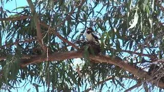 Backyard Birds Of Canberra -  Baby Magpie Larks In Nest @ Kambah 2026.