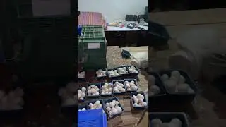 Button Mushroom Packing 🍄 #mushroom #buttonmushroom #packing