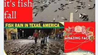 Fish Rain:आसमान से हुई मछलियों की बारिश, जानें क्या है वजह |AP motivation| Fish Rain | America$