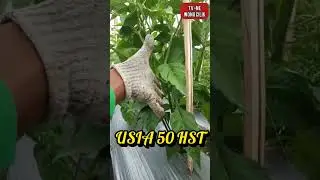 cabe rawit ori sret dan ori 212
