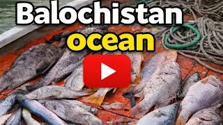 Fishing In Balochistan | Beauty of Balochistan (King Mackerel) 2026