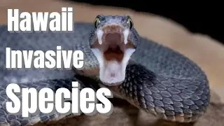 Hawaii&rsquo;s Invasive Species Problem Explained