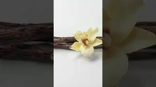Special Oud