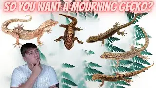 Mourning Gecko Care-Are They Right For You?