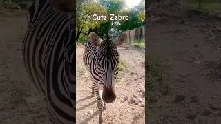 Zebra #animals #cuteanimals #yt #viral #shorts