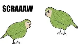 Fun Facts About The Kakapo