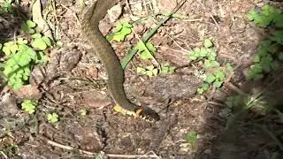 Шок! змея у ног! Shock! The snake is right at your feet!