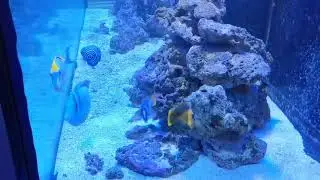 Terry's Reef Tank: 8-18 Update
