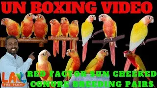 Unboxing video of new birds / Red factor sun cheeked conure /New birds  in my farm / Lal fish farm