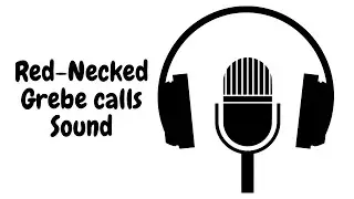 Red Necked Grebe Calls (Copyright Free)