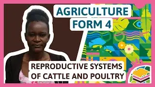 Reproductive Systems Of Cattle And Poultry | F4 Agriculture (Lesson 1/3)