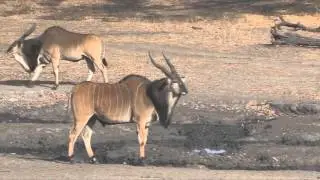 Western Derby&acute;s Eland (Taurotragus derbianus derbianus) Parade
