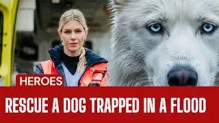 Rescue  a Dog Trapped in a Flood Emotional Moment as We Save Them I Animal Rescue Heroes