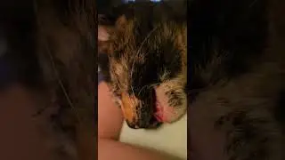 Foster Kitten Zooblee Zecora ZzzzzzzzZzzZZzzzzooblee [REAL] #sealbeach #cuteanimals #kitten  #cat